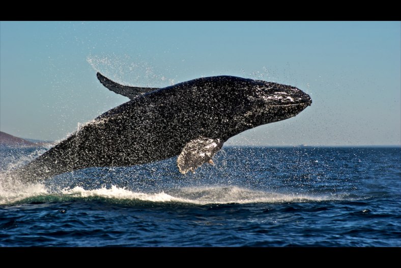 Jumping Whale